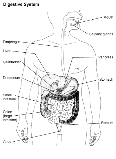 digestive system | Definition of digestive system by Webster's Online